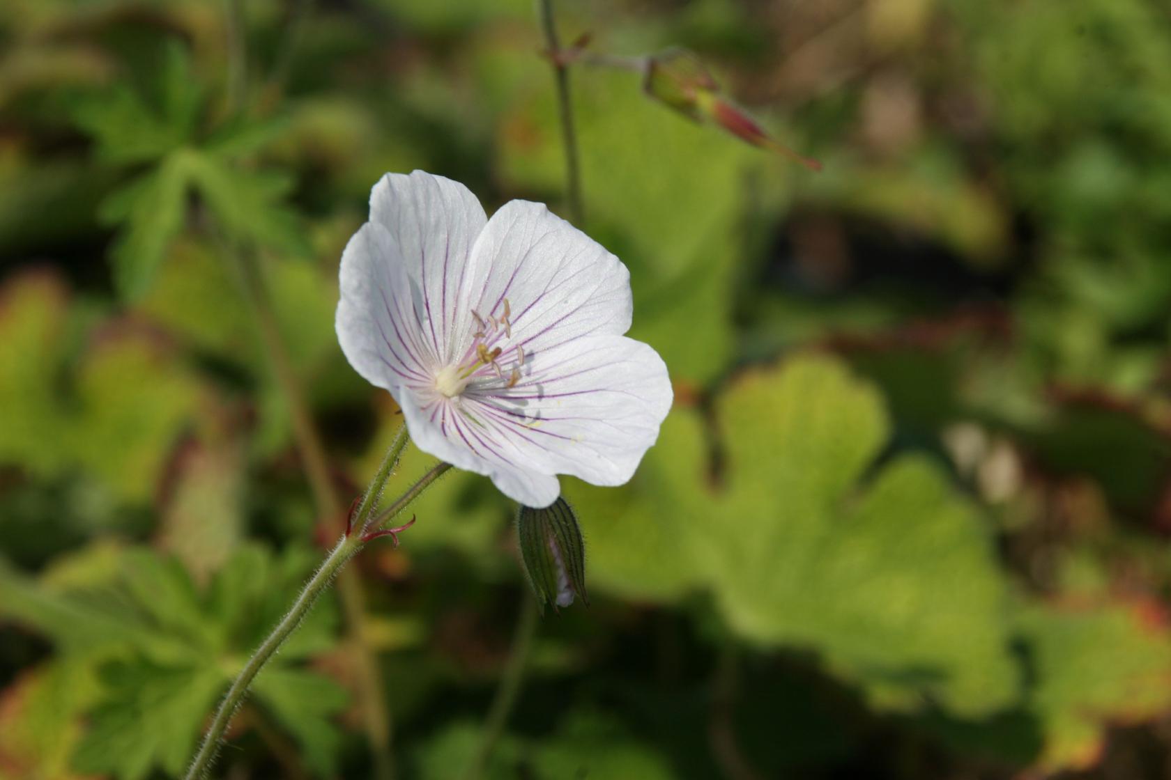 Geranium himalayense 'Derrick Cook'