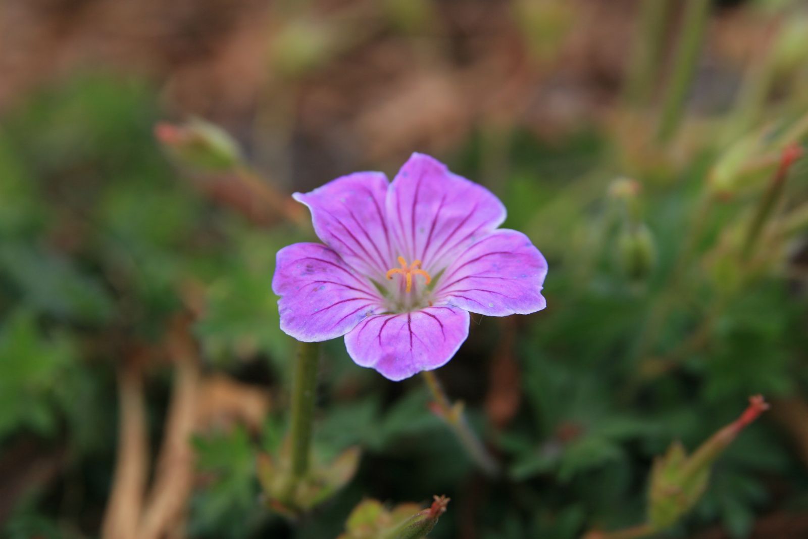 Geranium sanguineum 'Canon Miles'