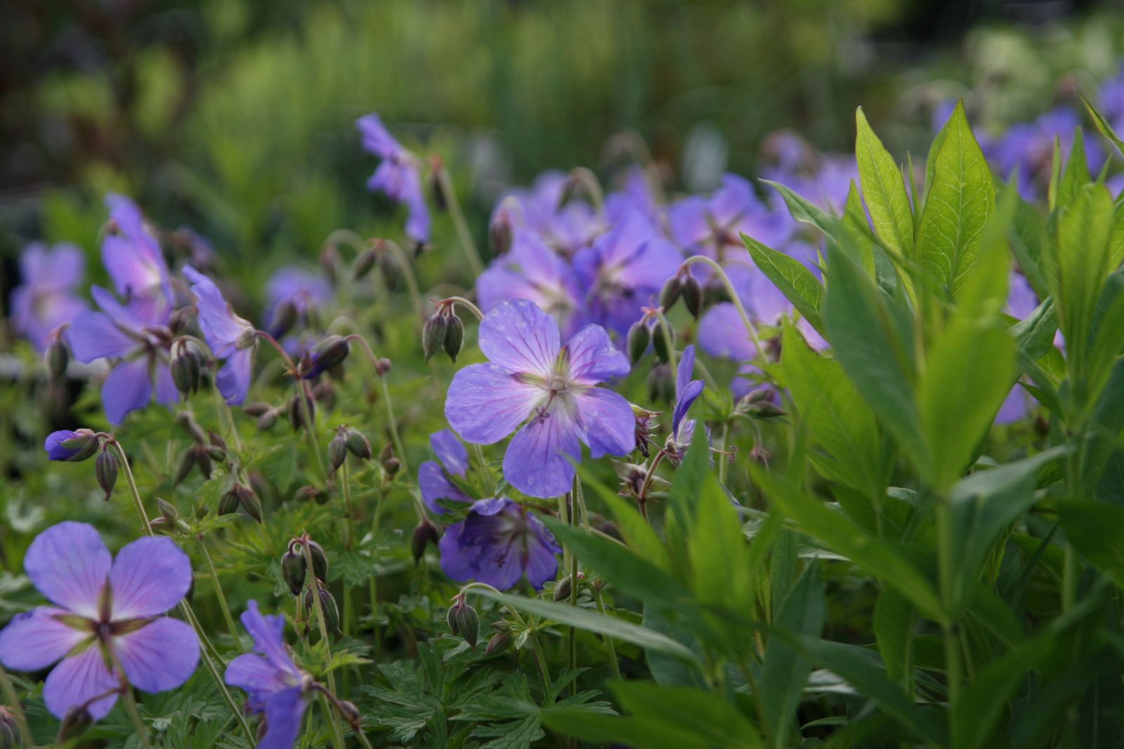 Geranium pratense 'Johnsons Blue'