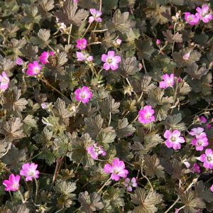 Geranium x cult.'Orkney Cherry' (S)