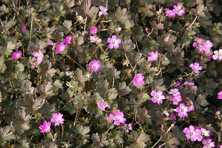 Geranium x cult.'Orkney Cherry' (S)