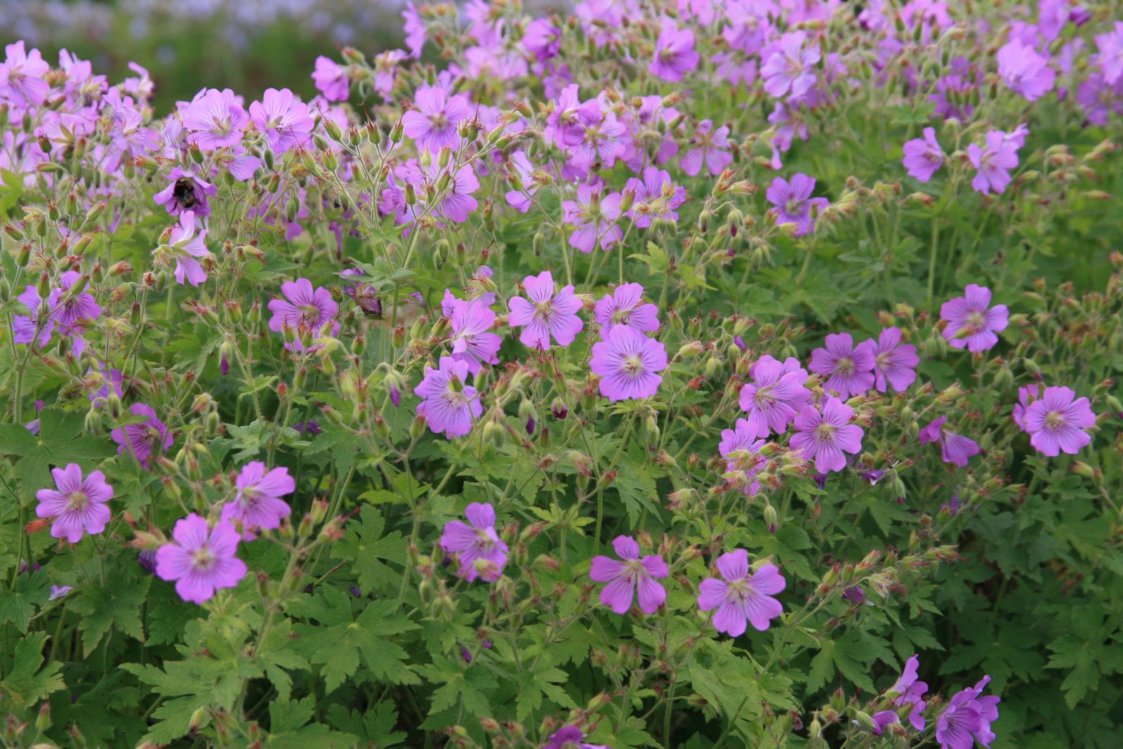 Geranium gracile 'Sirak'