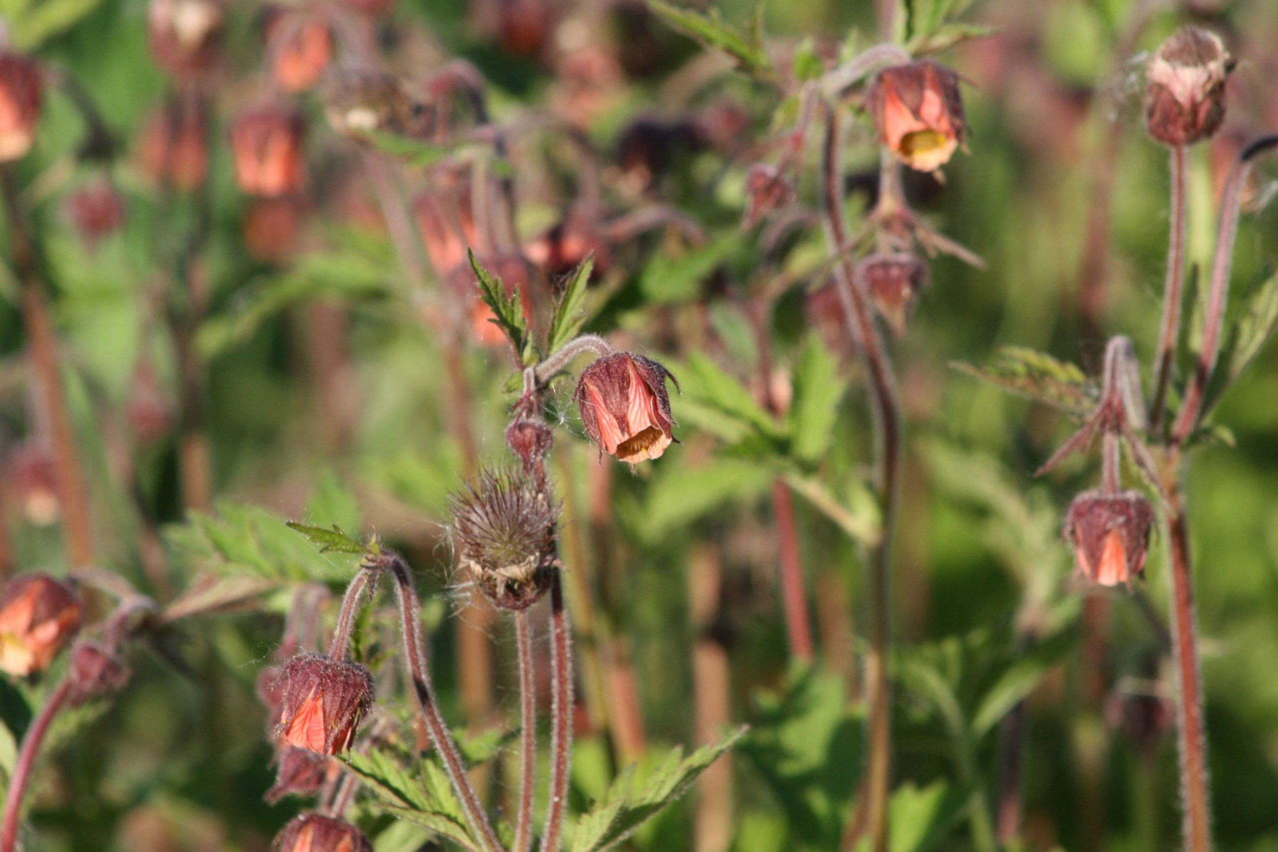 Geum rivale