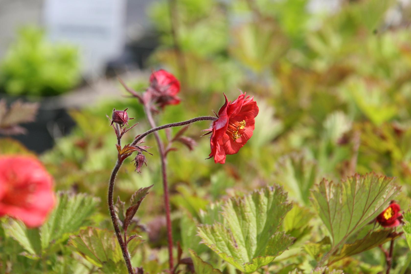 Geum rivale 'Flames of Passion' (S)