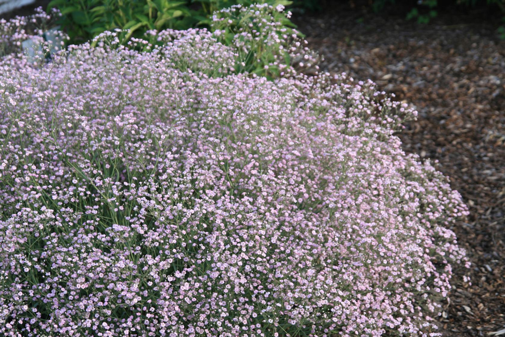 Gypsophila repens Pink Star'