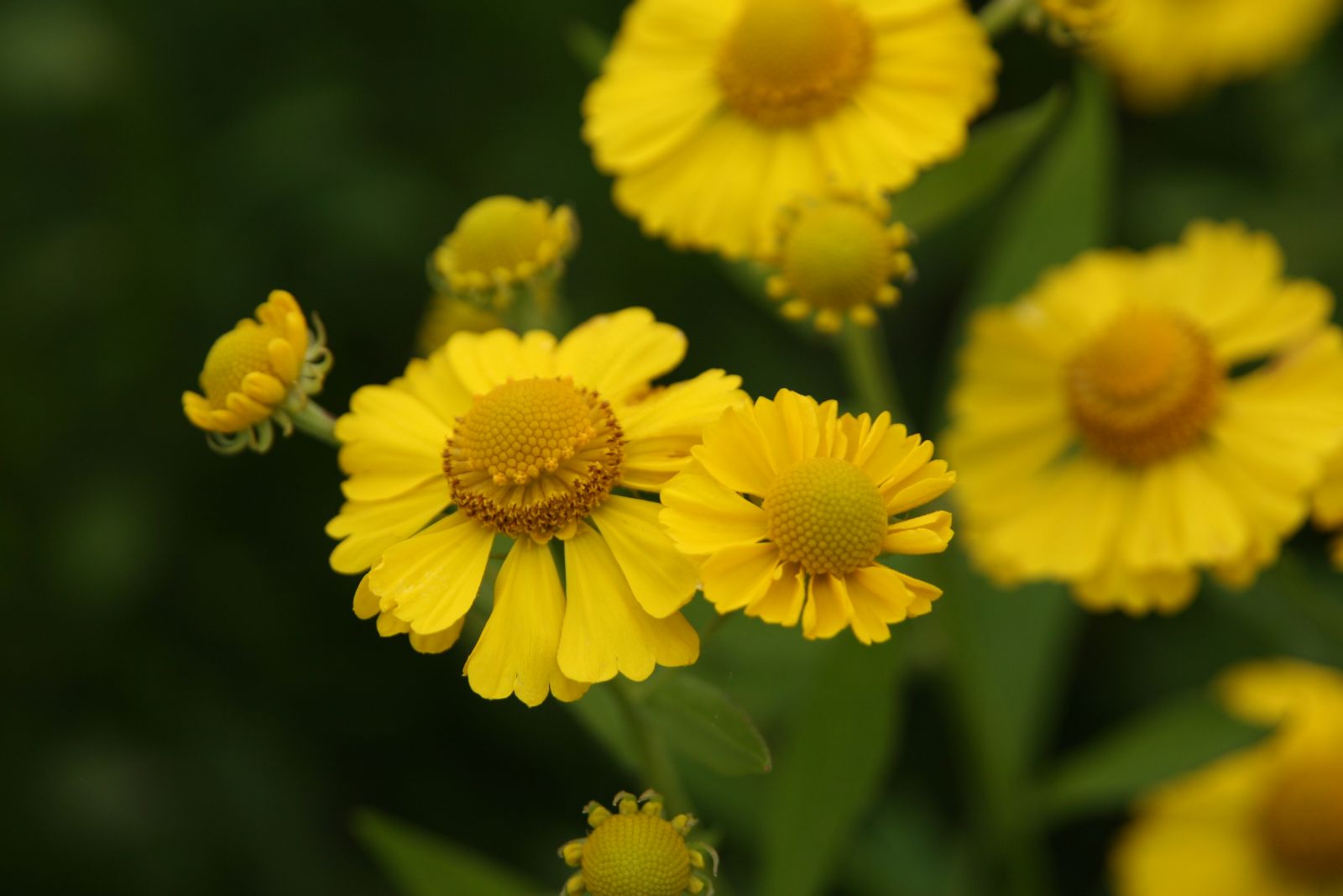 Helenium x cult. 'Kanaria'