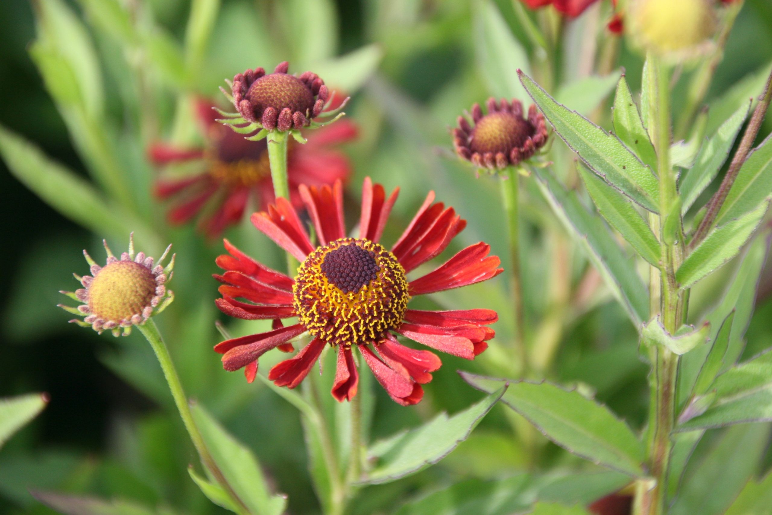 Helenium x cult. 'Siesta' (S)