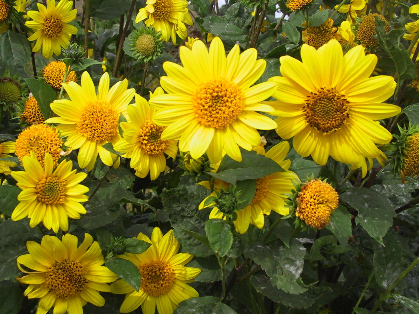 Helianthus decapetalus 'Meteor'