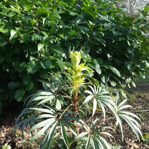 Helleborus foetidus