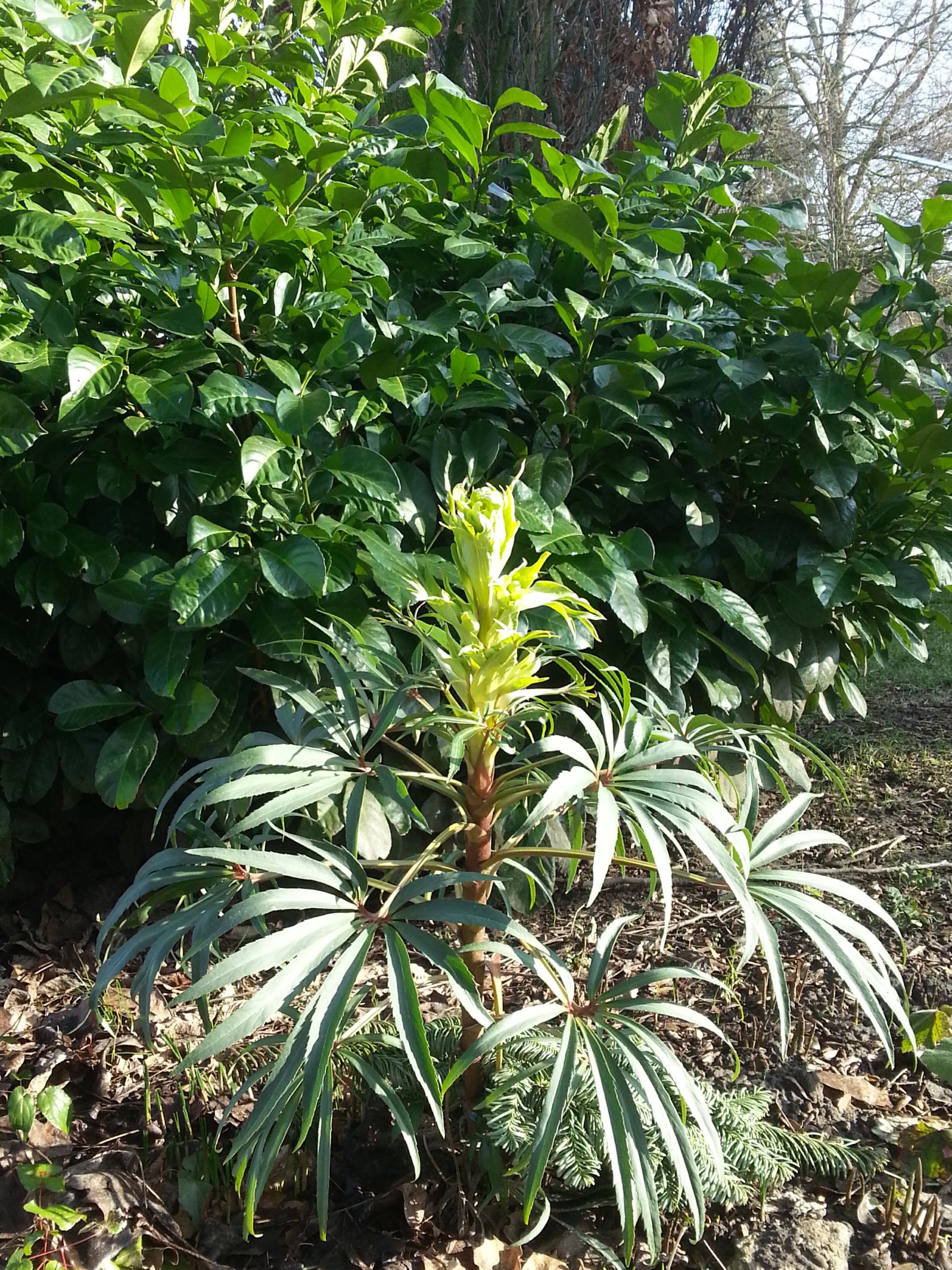 Helleborus foetidus
