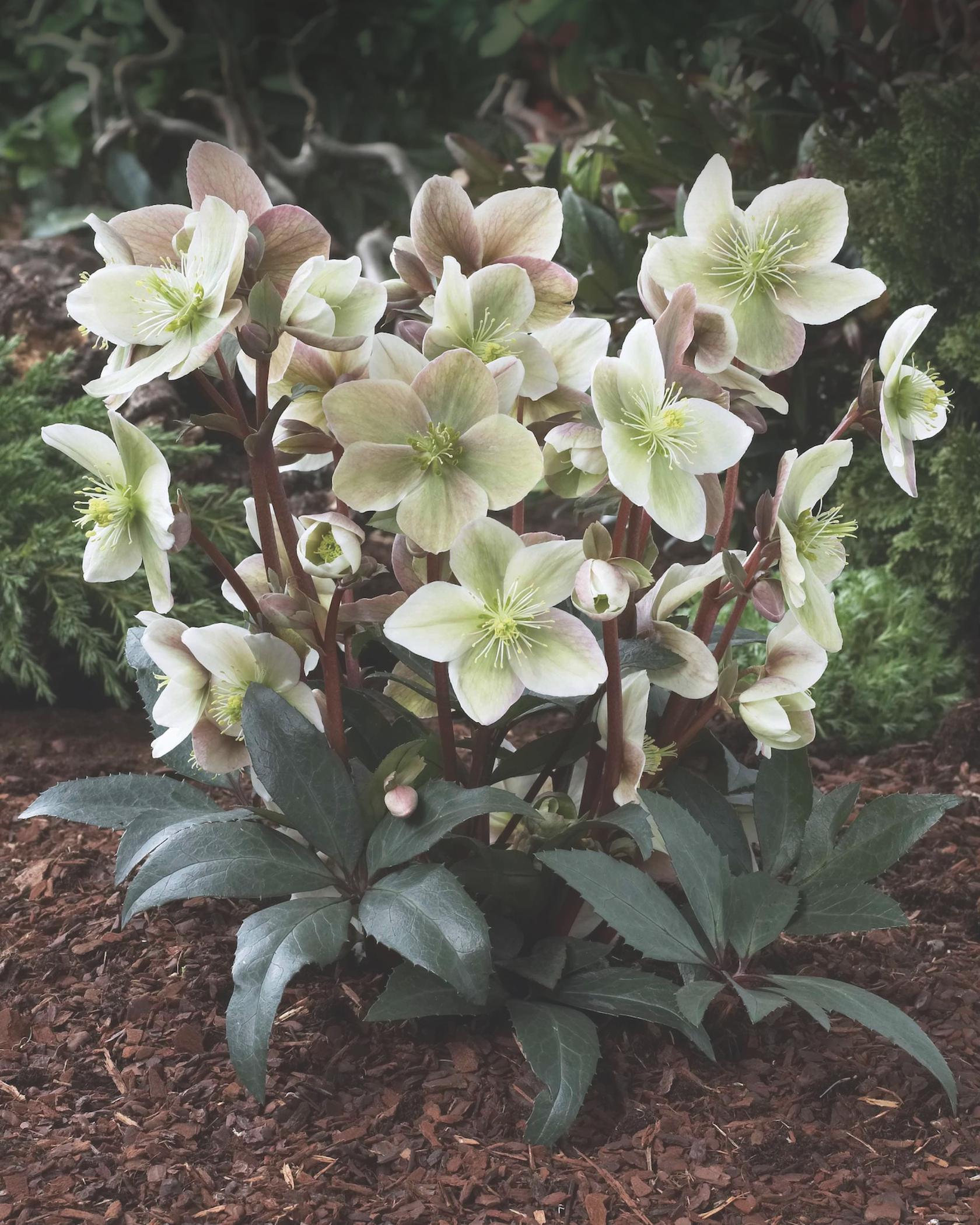 Helleborus x ericsmithii 'Winter Sunshine' (S)