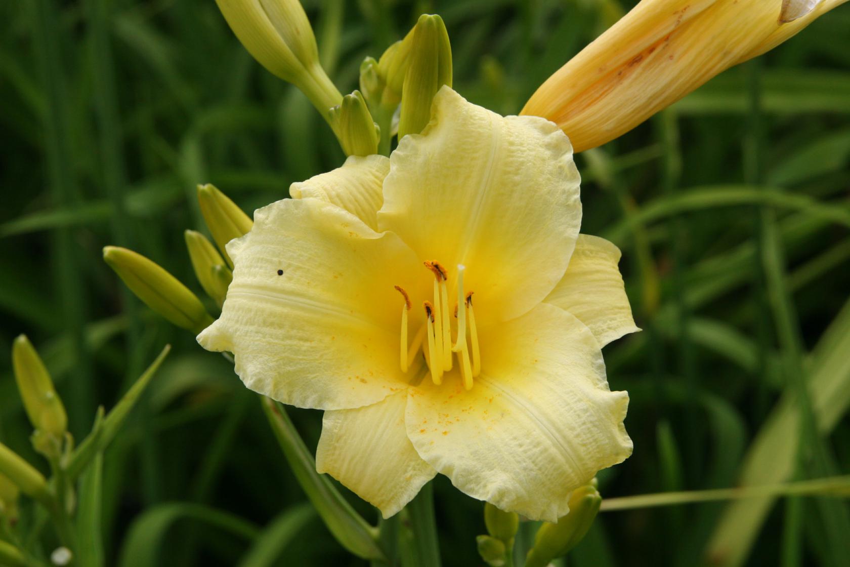 Hemerocallis x cult. 'Butterpad'