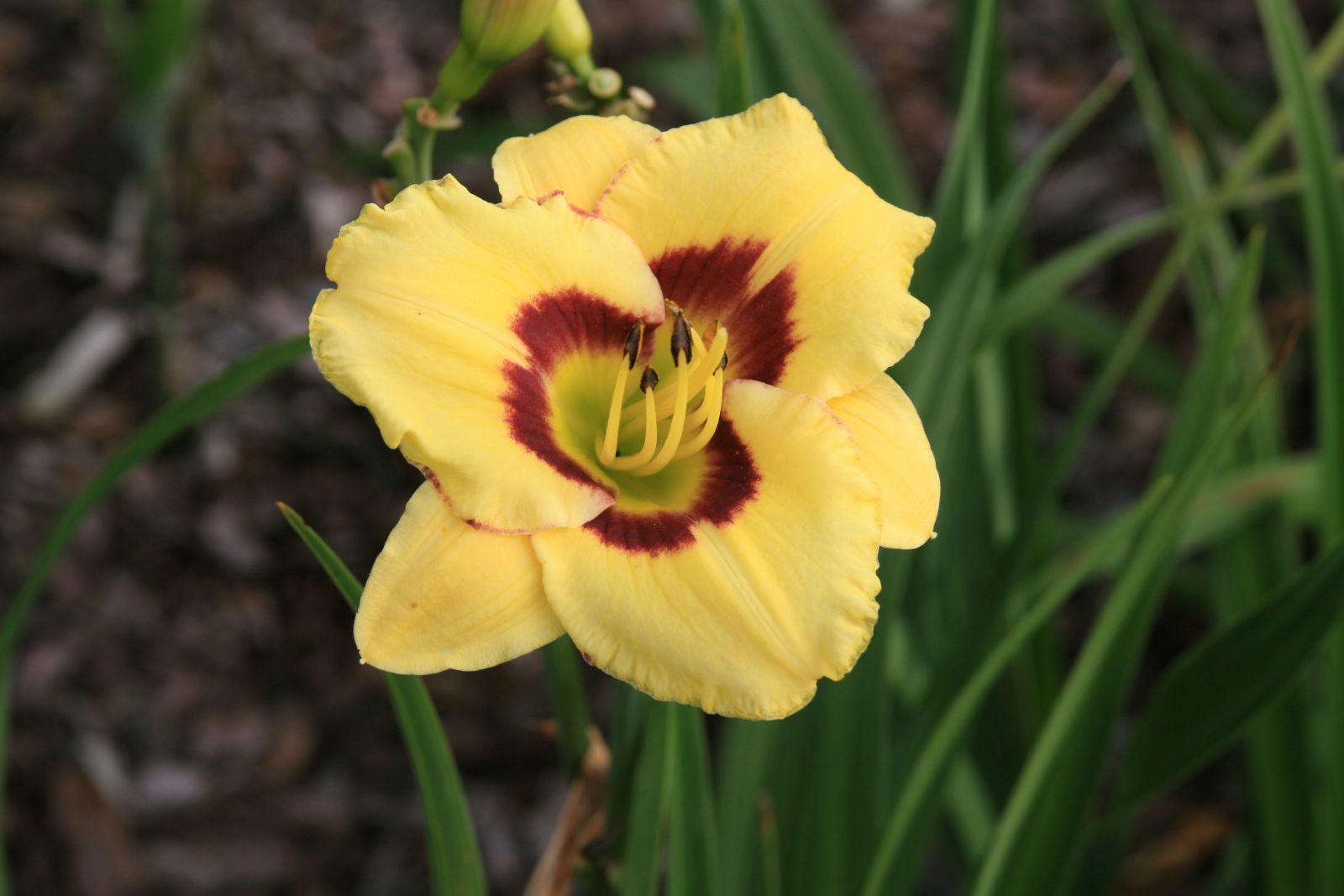 Hemerocallis x cult. 'El Desperado'