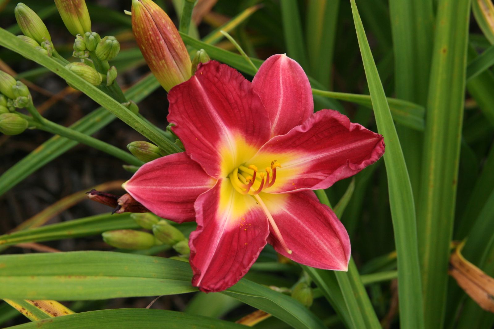Hemerocallis x cult. 'Kokeshi'