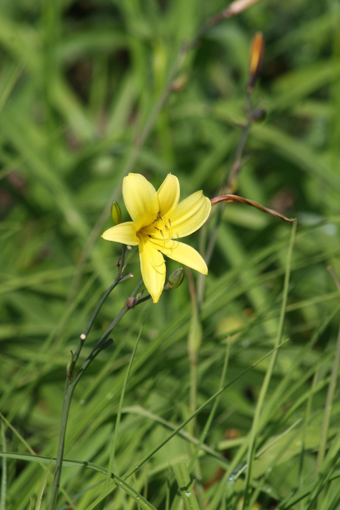 Hemerocallis minor