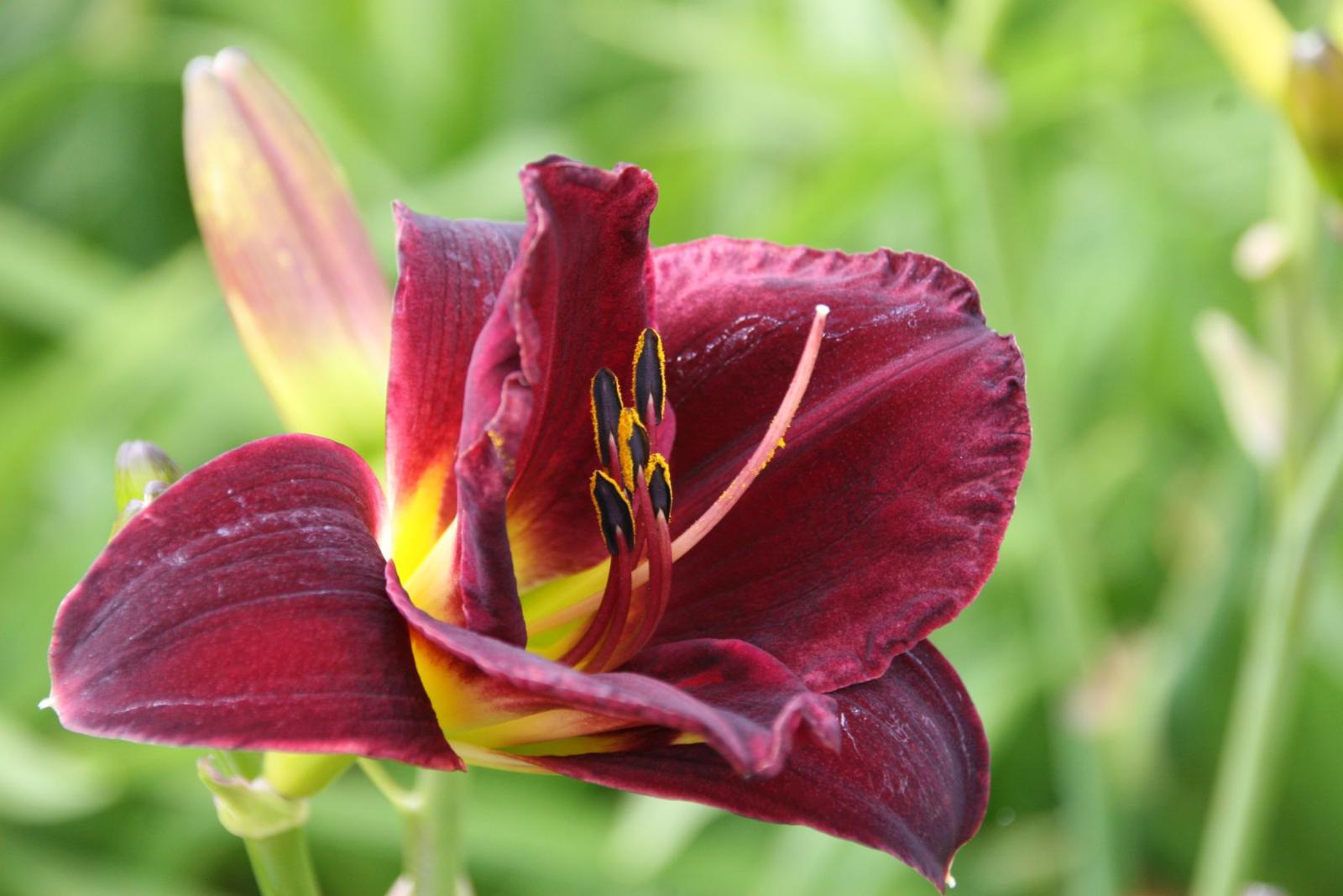 Hemerocallis x cult. 'Starling'