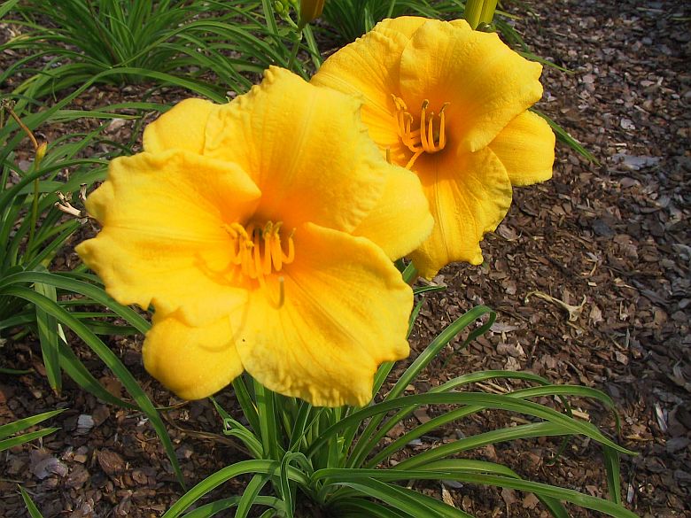Hemerocallis x cult. 'Stella de Oro'