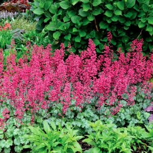 Heuchera x cult. 'Paris' (S)