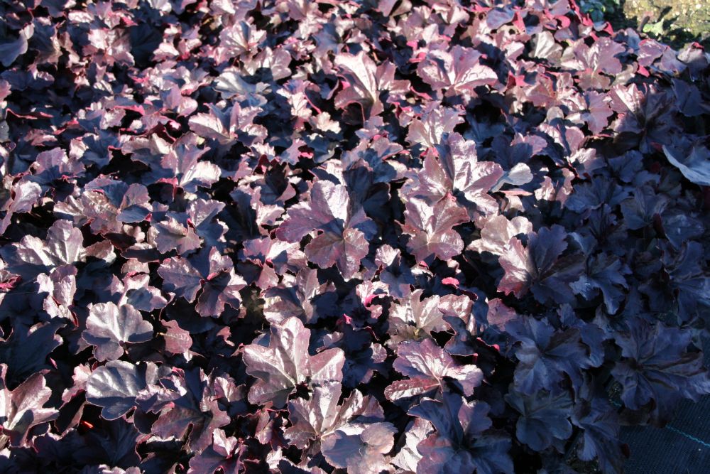Heuchera micrantha 'Obsidian' (S)