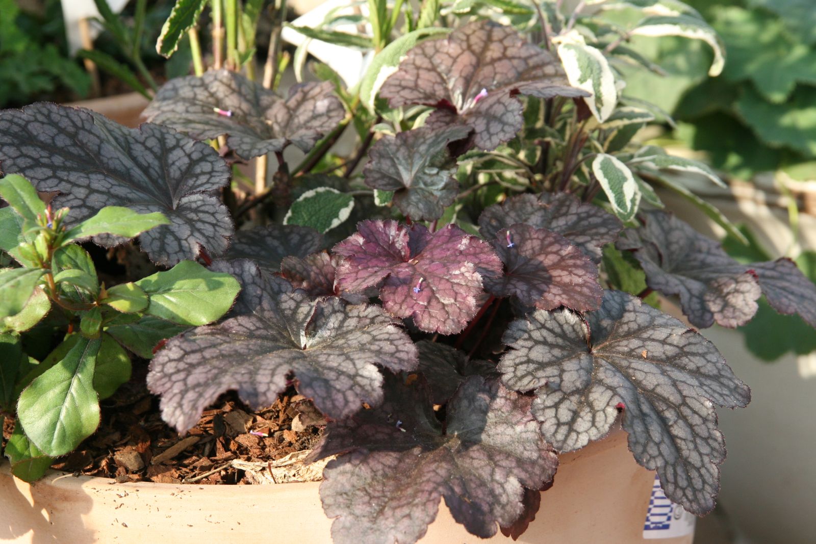 Heuchera micrantha 'Plum Pudding' (S)