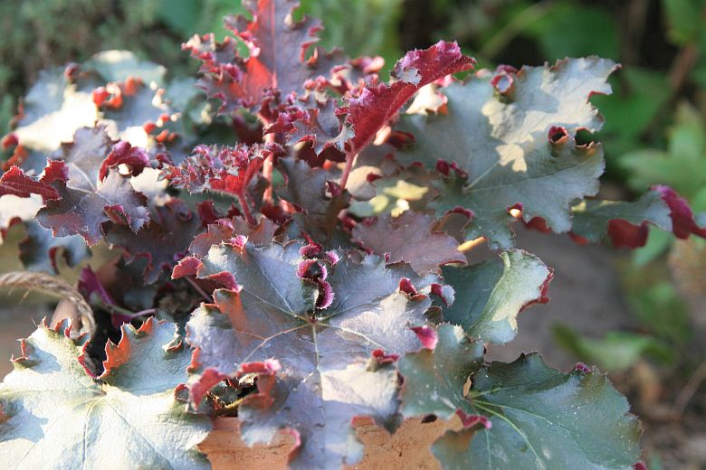 Heuchera micrantha 'Purple Petticoat'