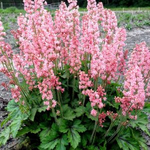 Heucherella (x) tiarelloides 'Pink Revolution' (S)