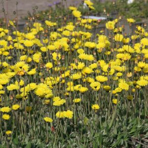 Hieracium pilosella