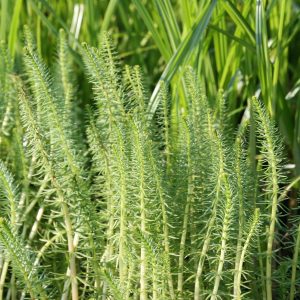 Hippuris vulgaris