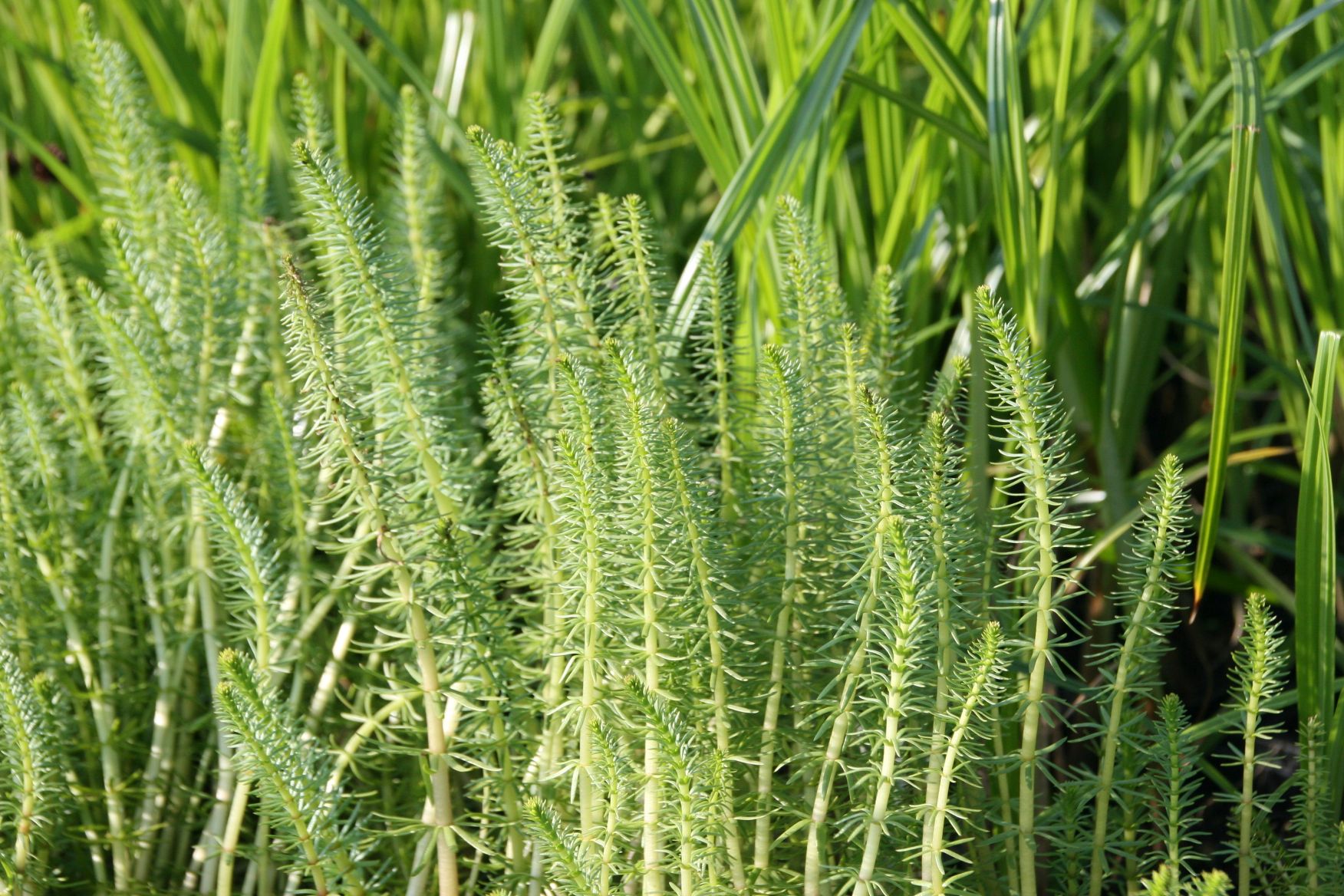 Hippuris vulgaris
