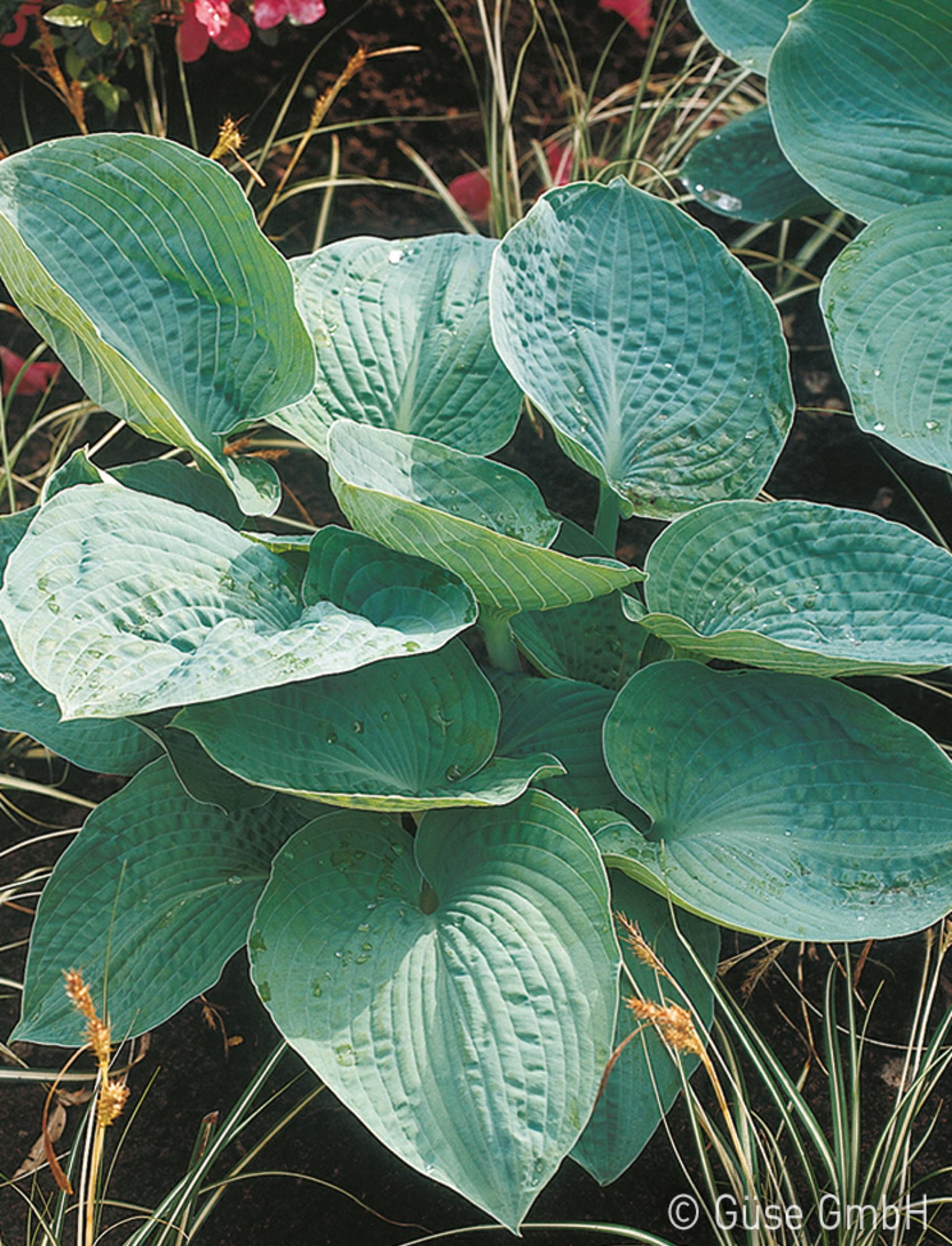 Hosta sieboldiana 'Big Daddy'
