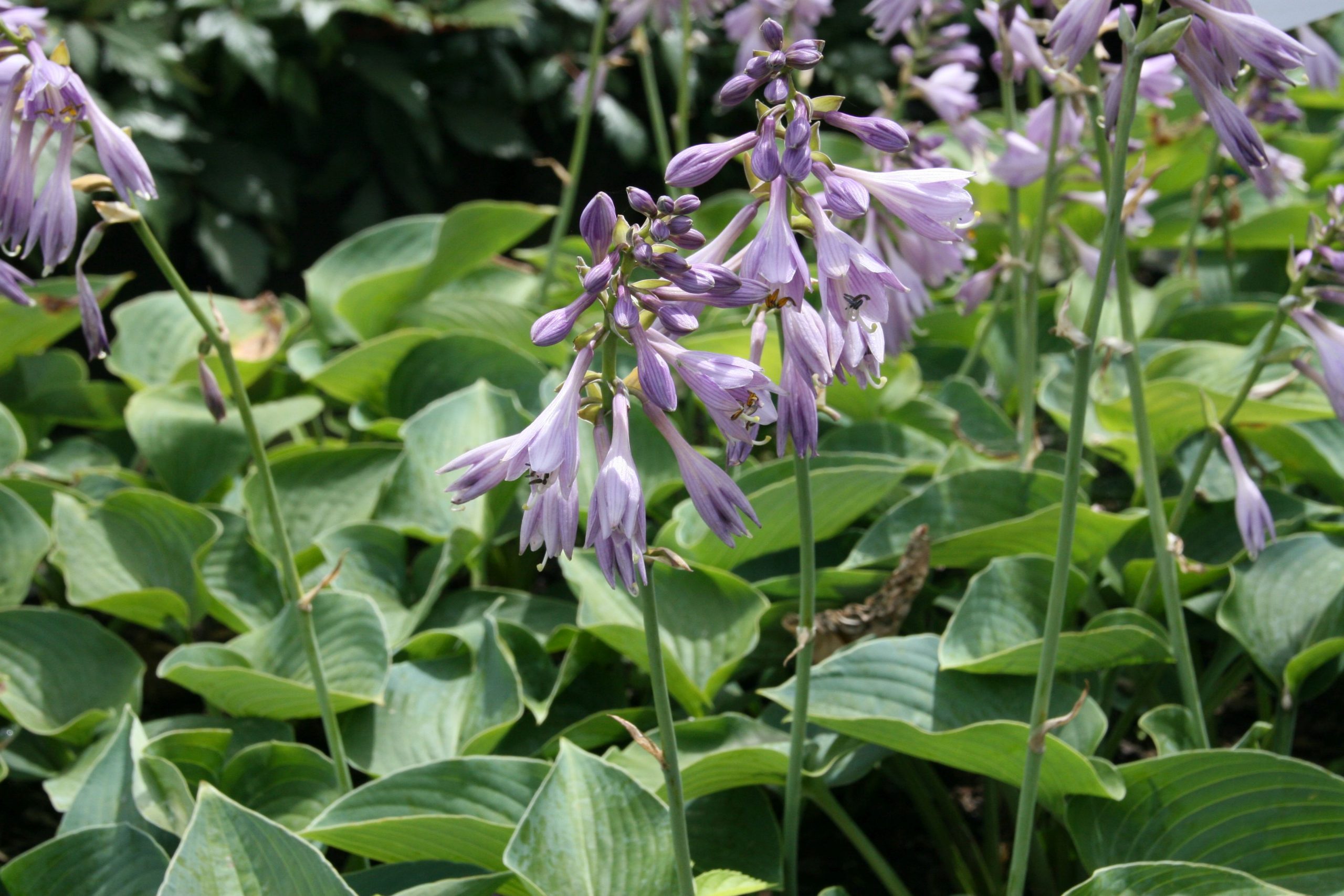 Hosta tokudama 'Blue Cadet'