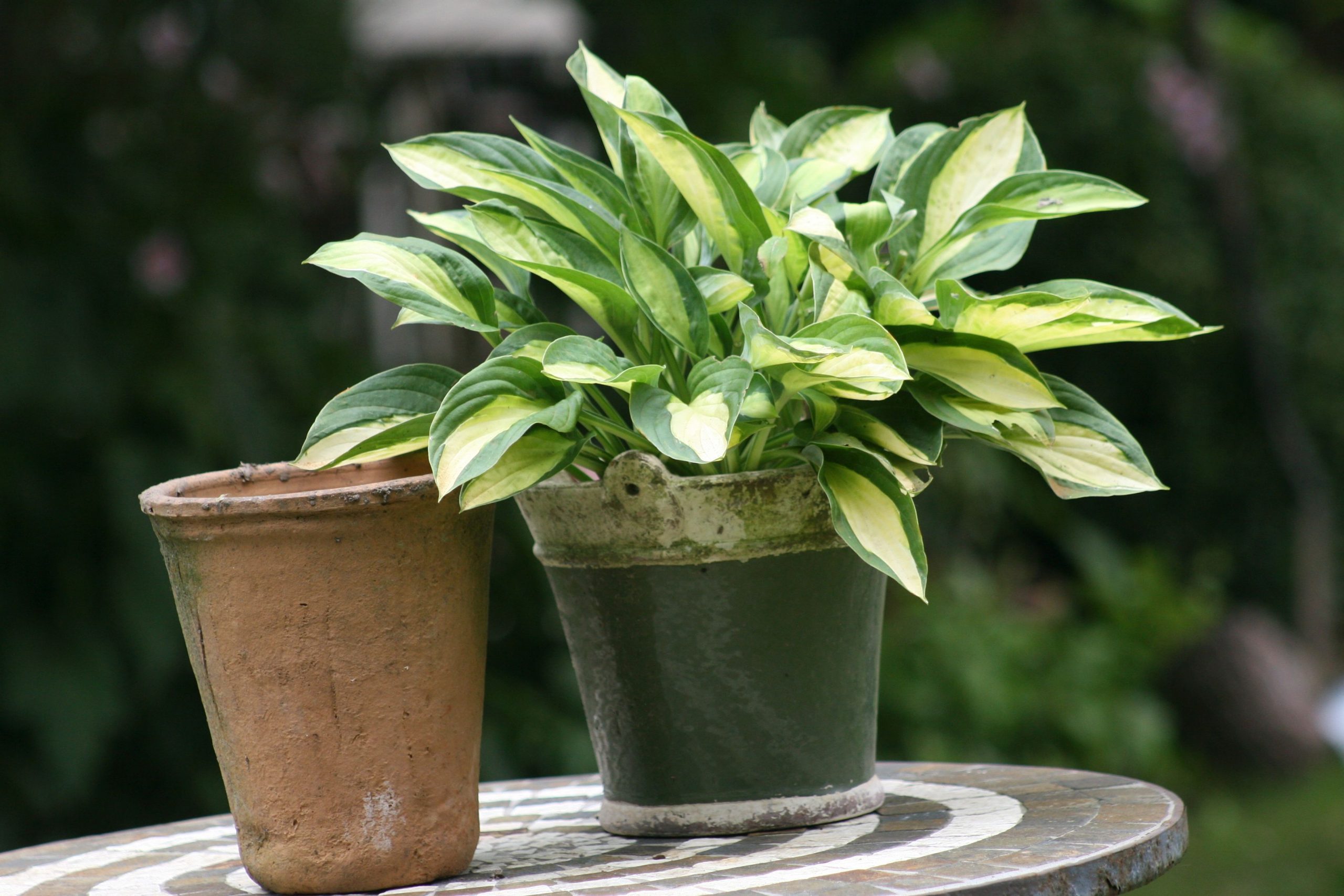 Hosta x cult. Gypsy Rose