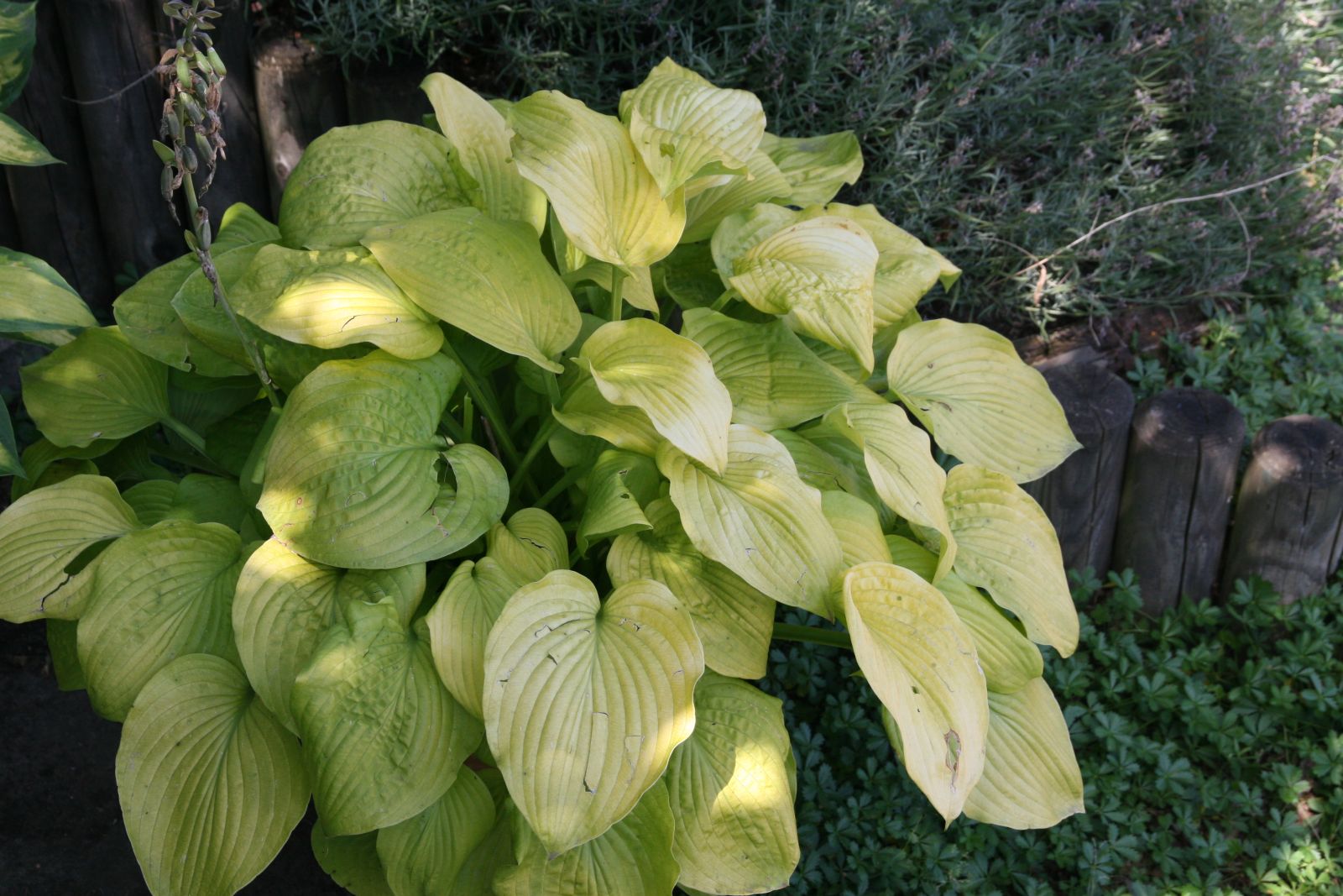 Hosta x fortunei 'Gold Standard'