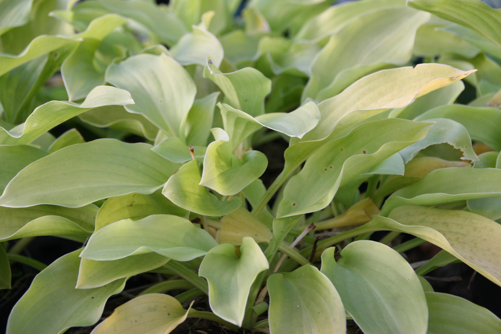 Hosta plantaginea 'Honeybells'