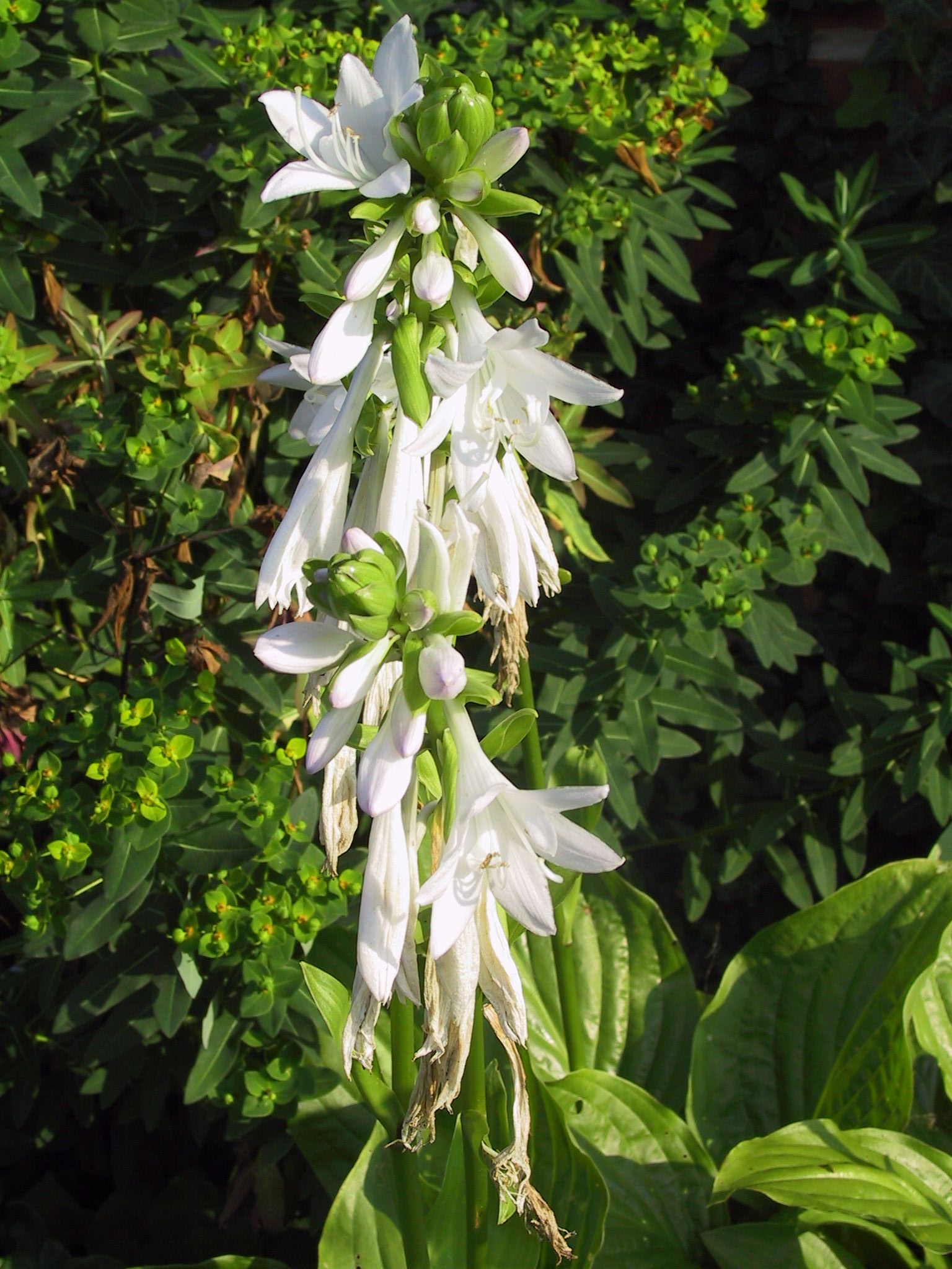 Hosta plantaginea 'Royal Standard'