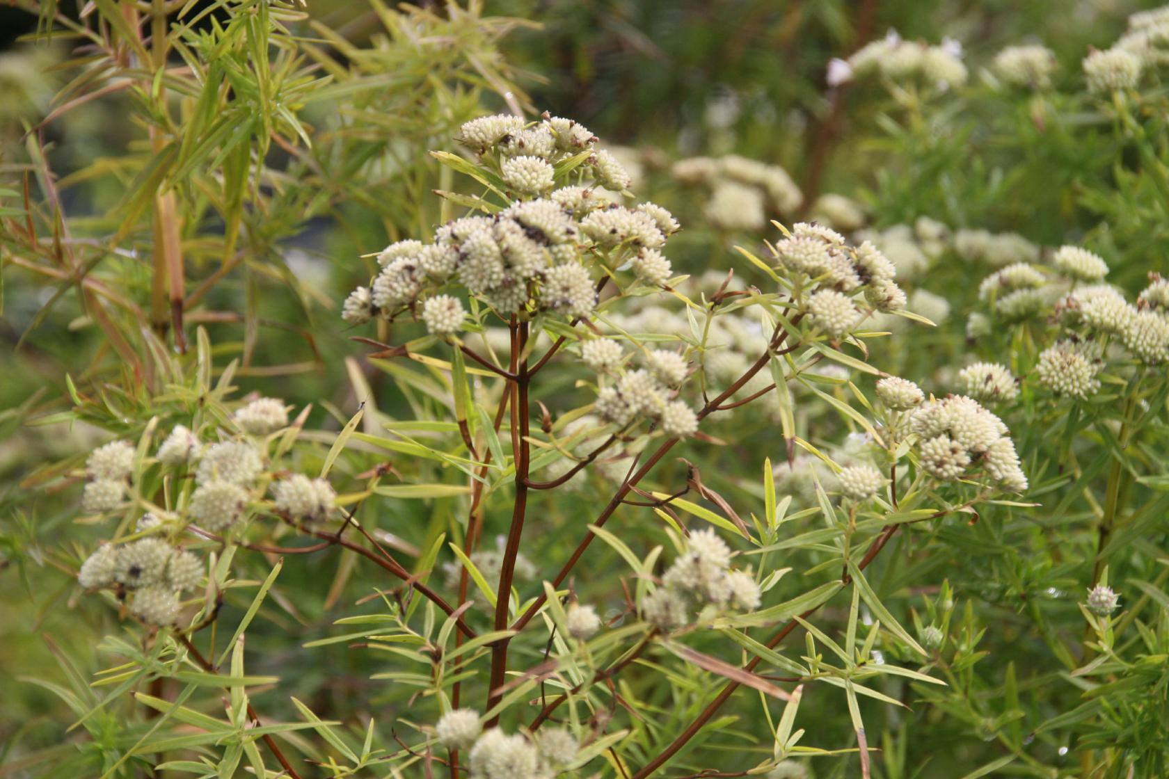 Pycnanthemum tenuifolium (-flexuosum)