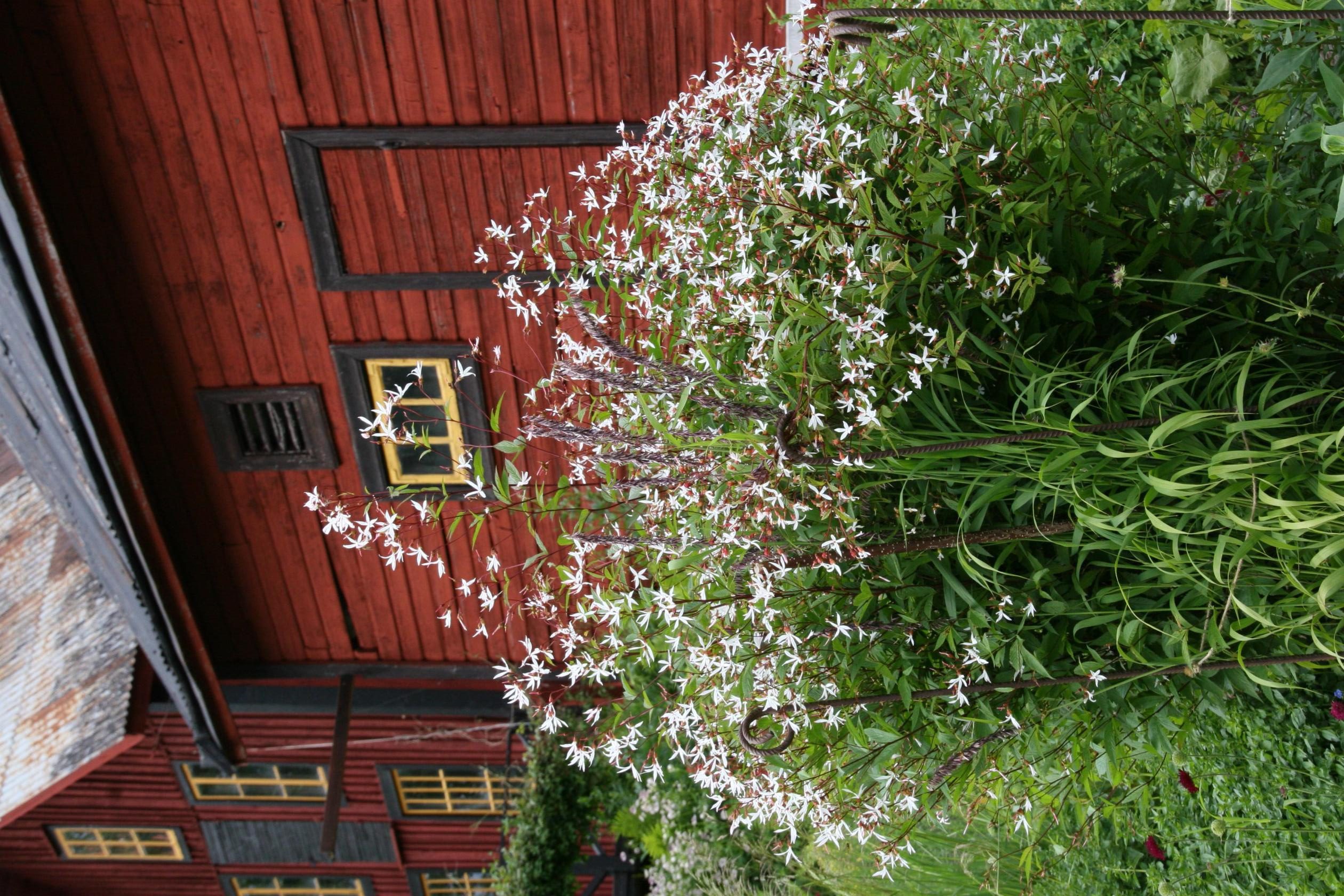 Gillenia trifoliata