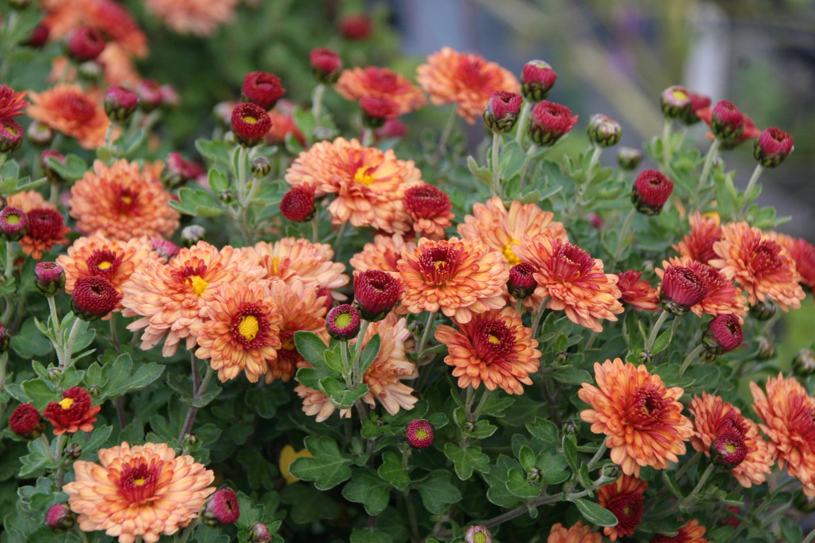 Chrysanthemum x hort. 'Herbstbrokat'