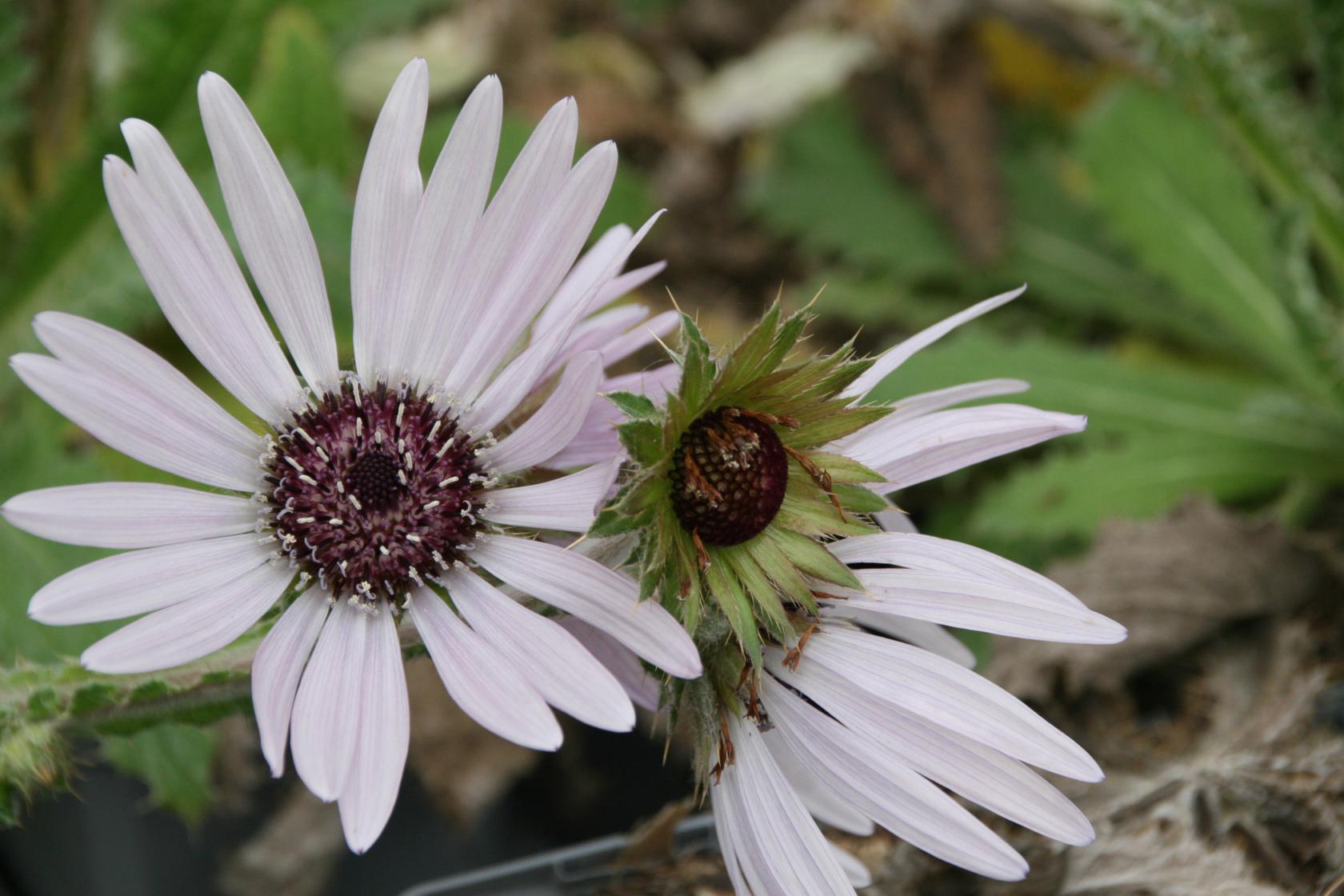 Berkheya purpurea