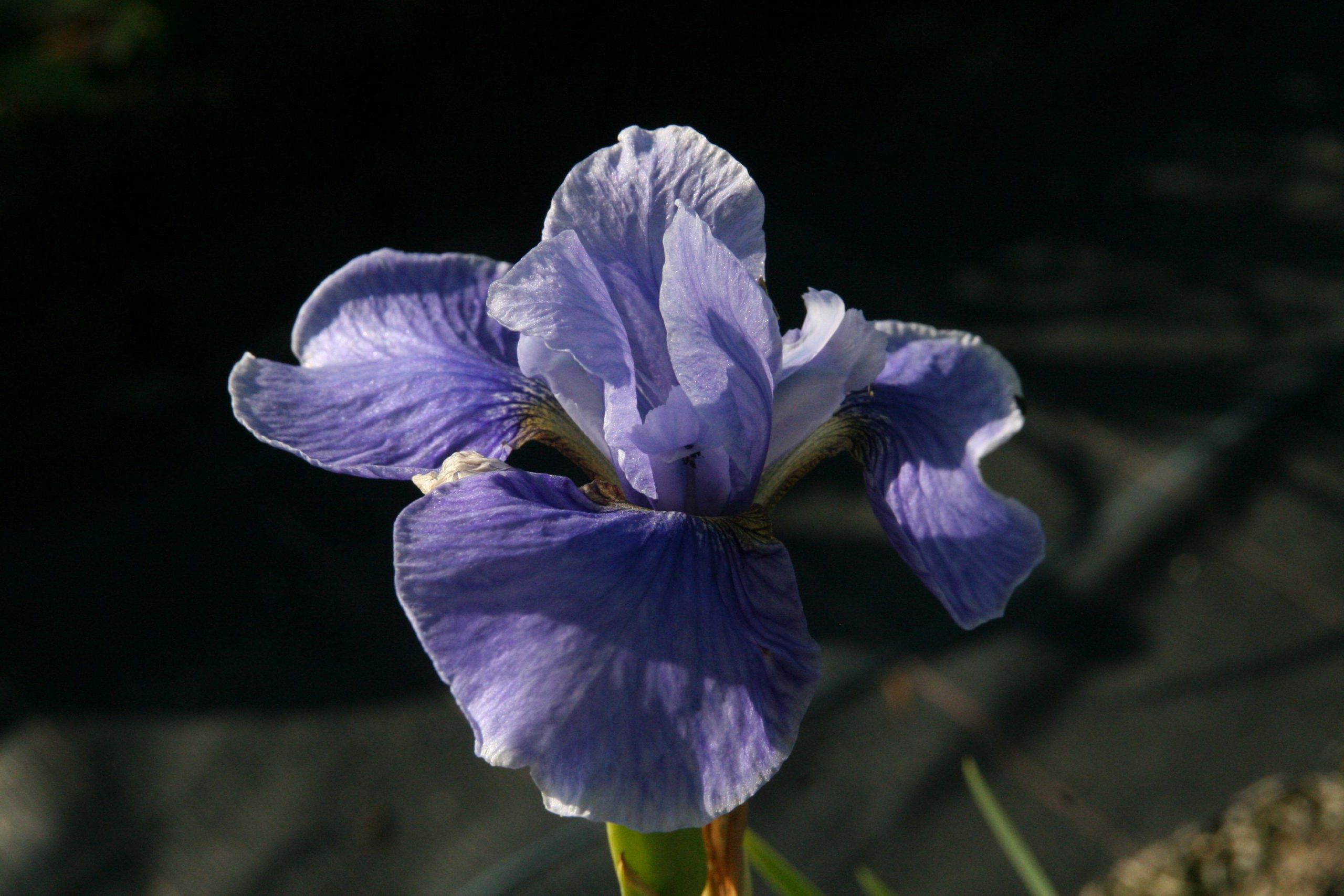 Iris sibirica 'Dancing Nanou'