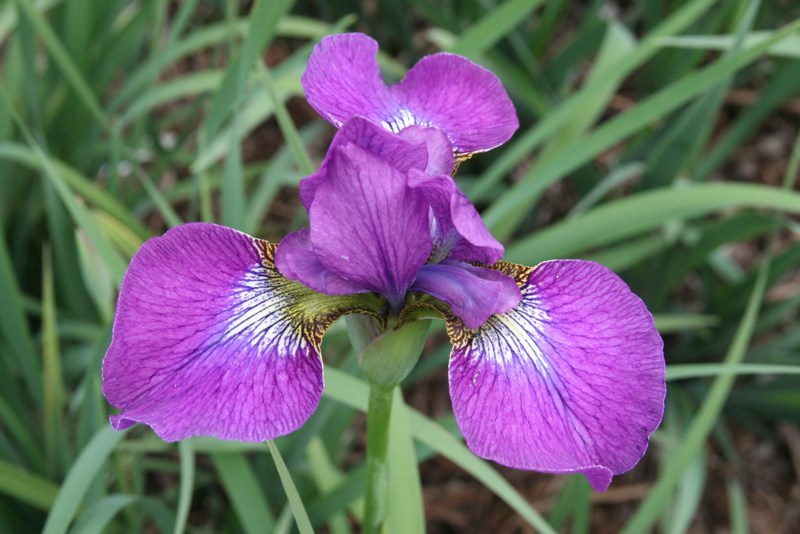 Iris sibirica 'Even'