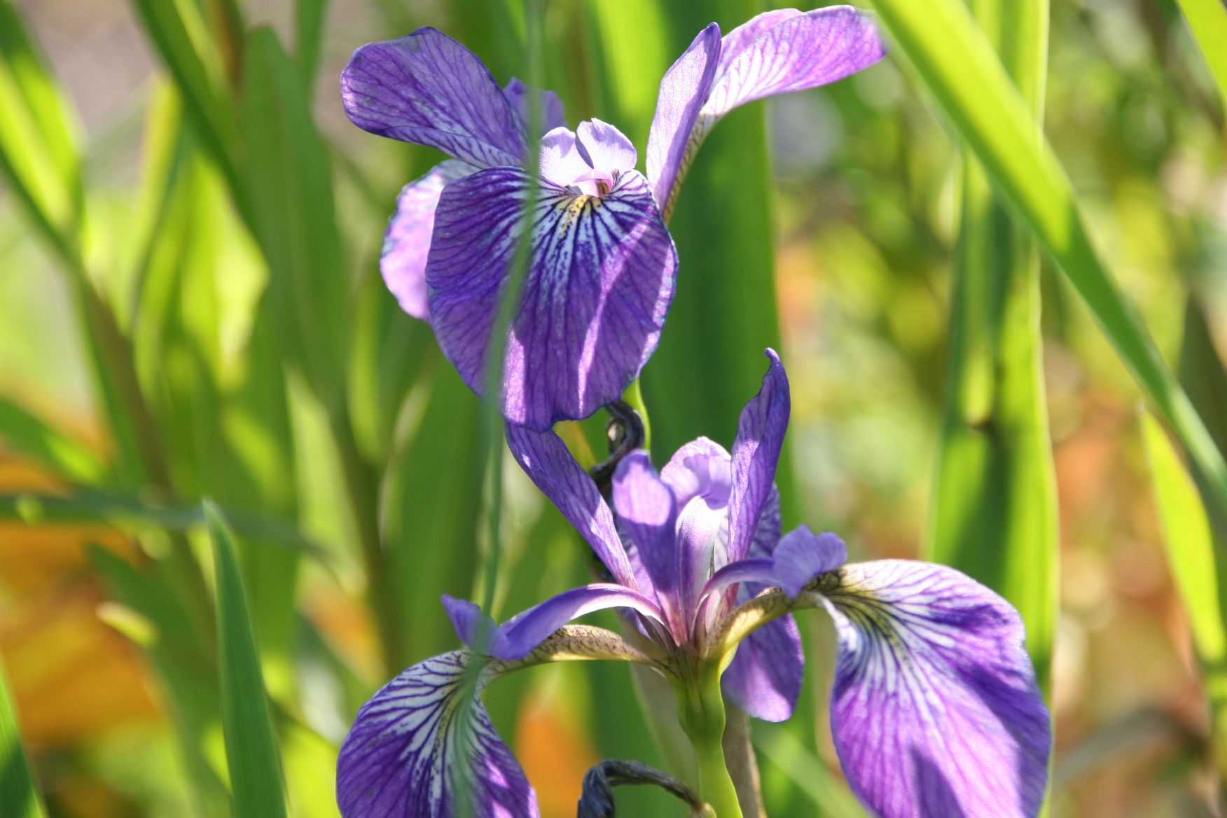 Iris versicolor