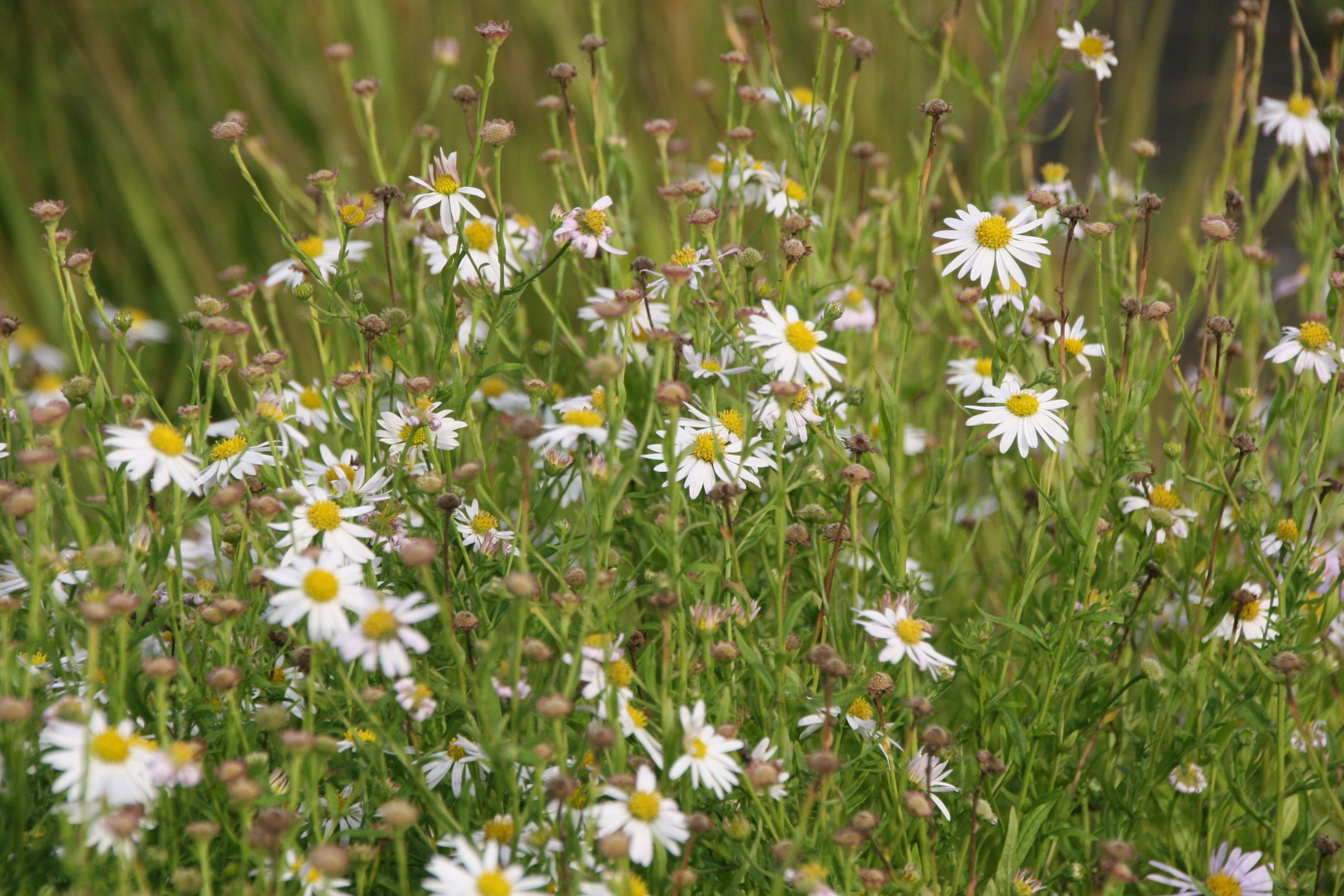 Kalimeris incisa 'Alba'