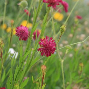 Knautia macedonica