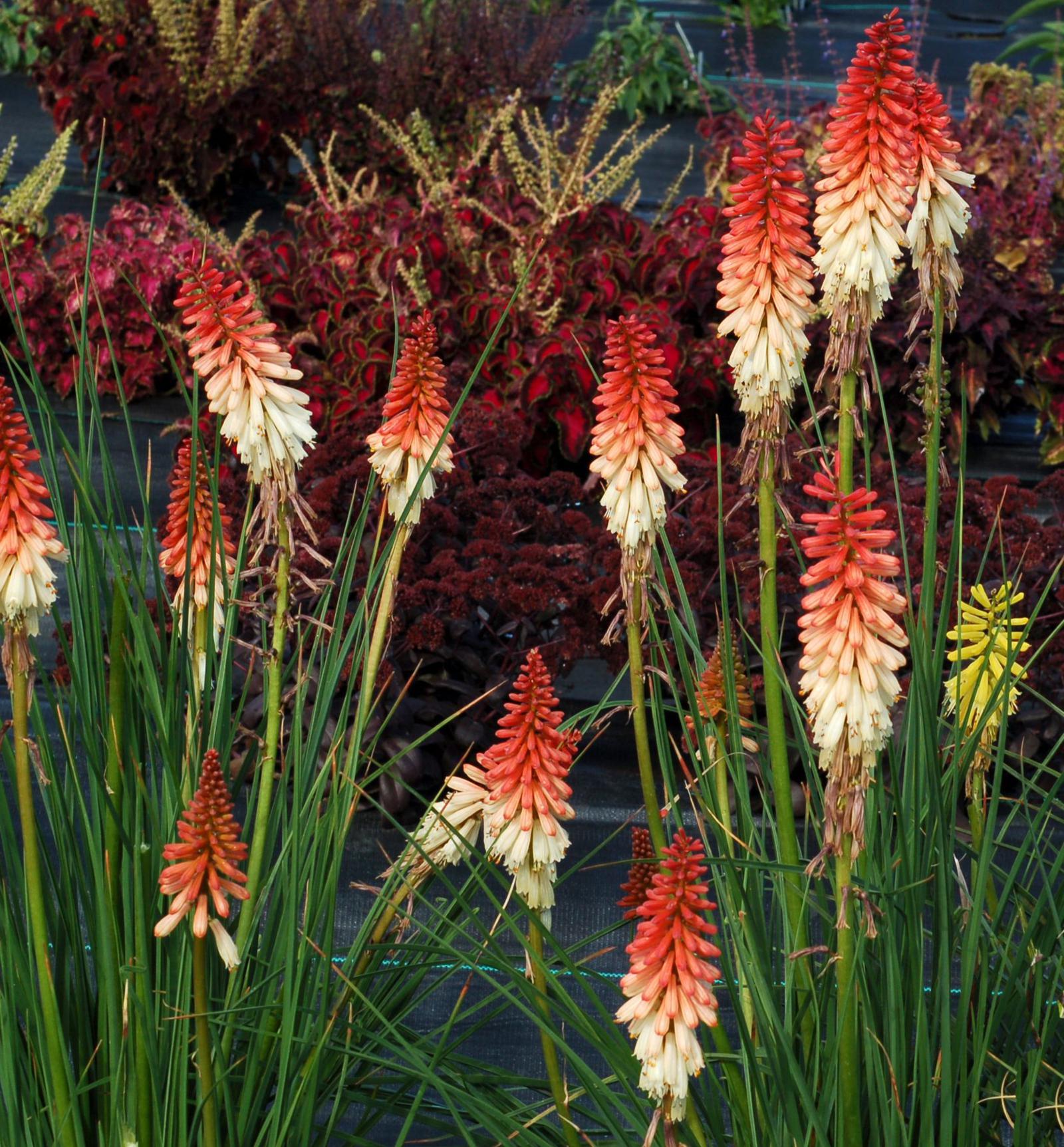 Kniphofia uvaria 'Orange Vanilla Popsicle' (S)