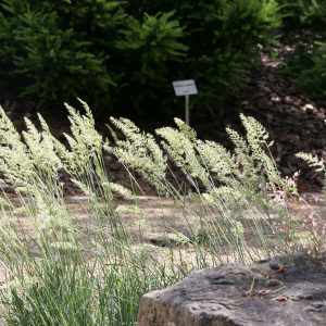 Koeleria glauca