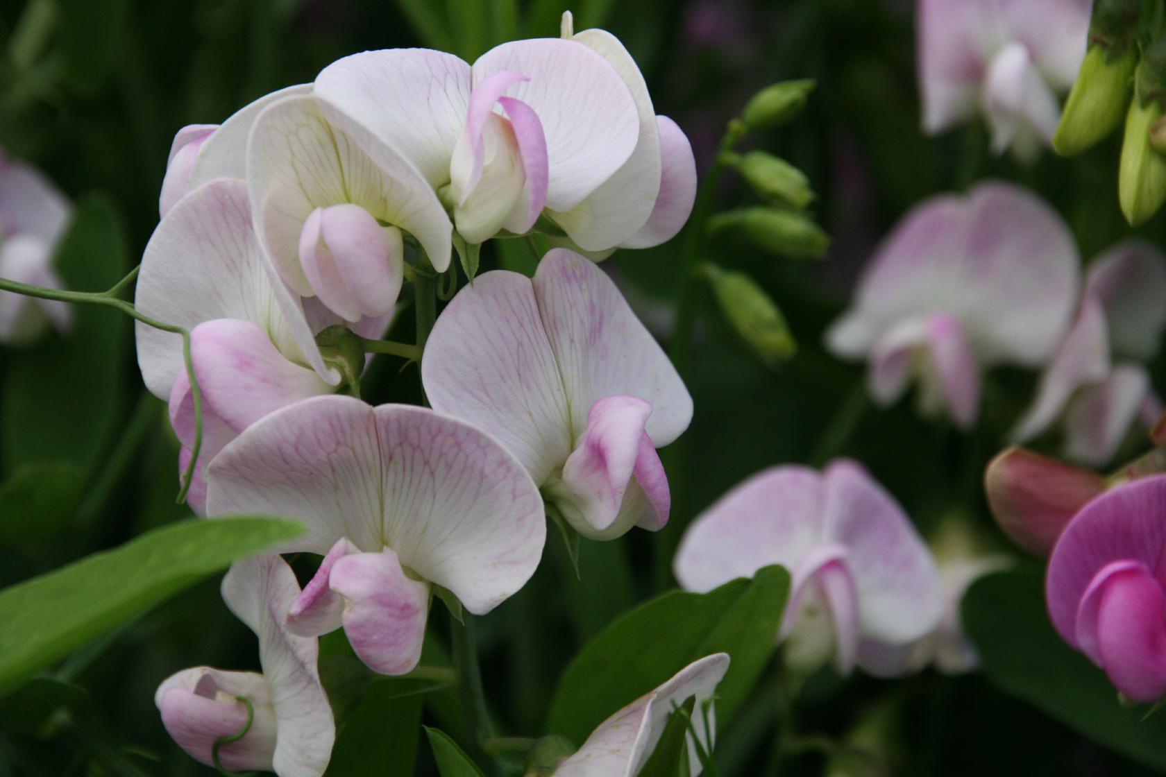 Lathyrus latifolius 'Rosa Perle'