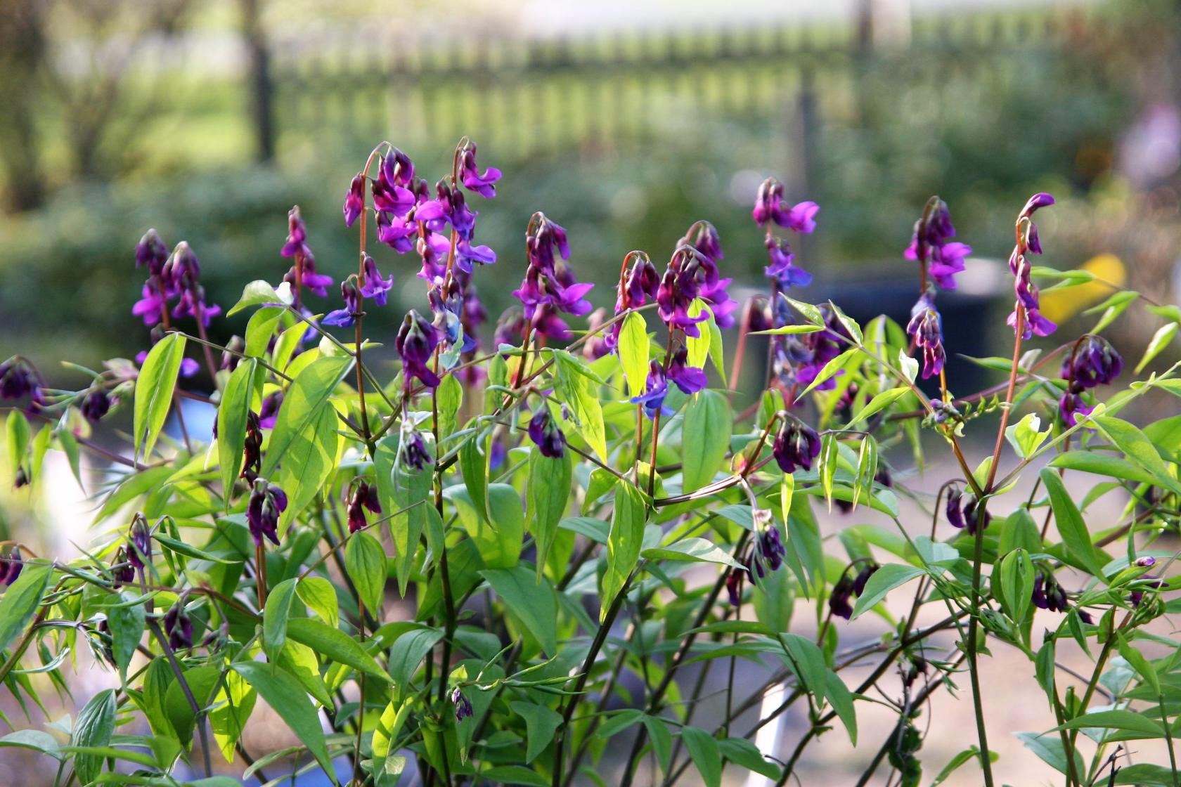 Lathyrus vernus