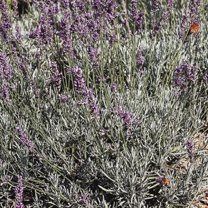 Lavandula x intermedia 'Grappenhall'