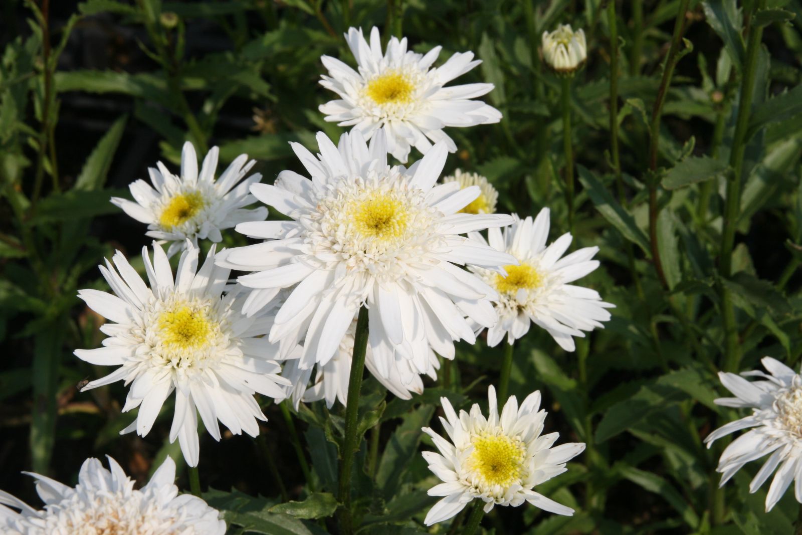 Leucanthemum x sup.'Christine Hagemann'